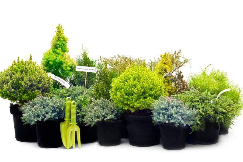 Planting of conifers