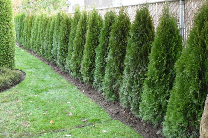 Hedge Planting